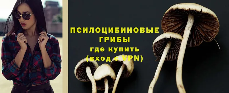 Псилоцибиновые грибы Psilocybe  Малгобек 